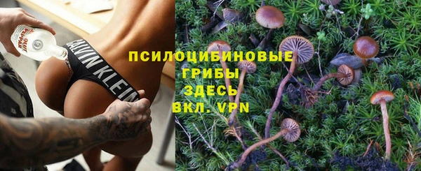 прущие грибы Бородино